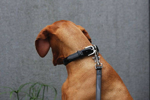 Pawstars dog clearance collars